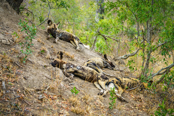 wild dogs in kruger national park, mpumalanga, south africa 4