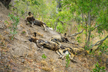 wild dogs in kruger national park, mpumalanga, south africa 5