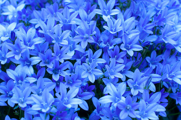 Close up of the blue flowers.