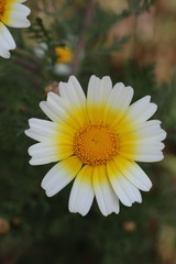 Daisy