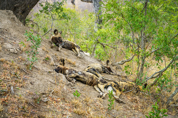 wild dogs in kruger national park, mpumalanga, south africa 7
