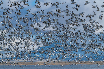 Snow Geese Migration.