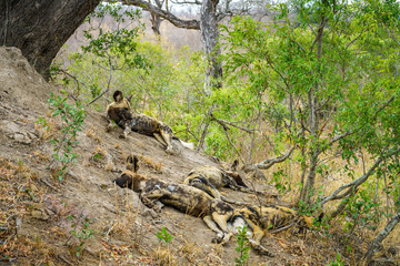 wild dogs in kruger national park, mpumalanga, south africa 8
