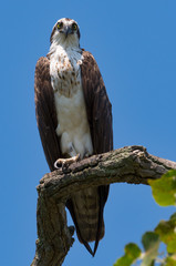 A female Osprey perched on a branch.