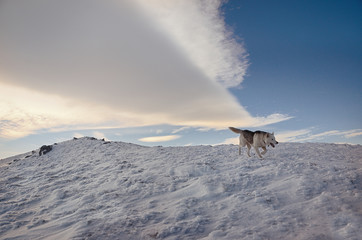 Mountain winter landscape at the peak with spectacular clouds in the sky. A dog running down to the snowy slope.
