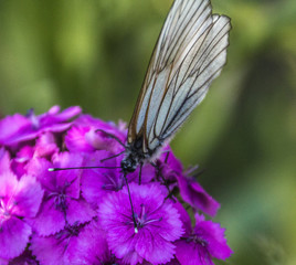 The white butterfly extracts pollen from the flower.