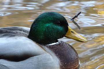 Stockente beim Schwimmen im Teich