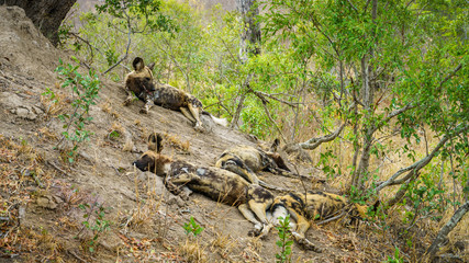 Naklejka na ściany i meble wild dogs in kruger national park, mpumalanga, south africa 9