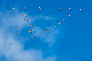Snow Geese Migration.