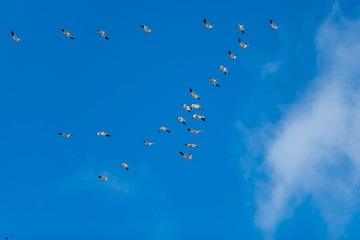 Snow Geese Migration.