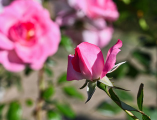 Pink Rosebud with Two Pink Roses in Background