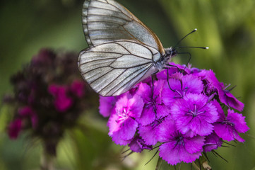 The white butterfly extracts pollen from the flower.