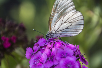 The white butterfly extracts pollen from the flower.