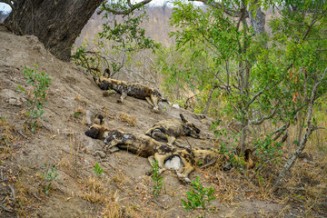 Naklejka na ściany i meble wild dogs in kruger national park, mpumalanga, south africa 15