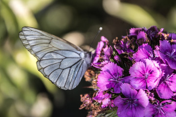 The white butterfly extracts pollen from the flower.