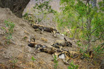 Naklejka na ściany i meble wild dogs in kruger national park, mpumalanga, south africa 19