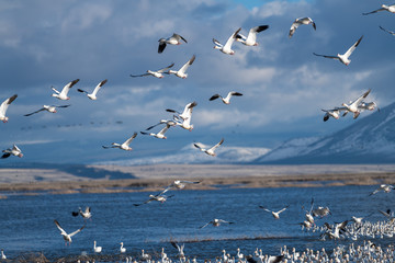 Snow Geese Migration.