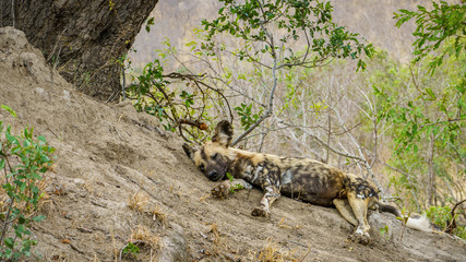wild dogs in kruger national park, mpumalanga, south africa 21