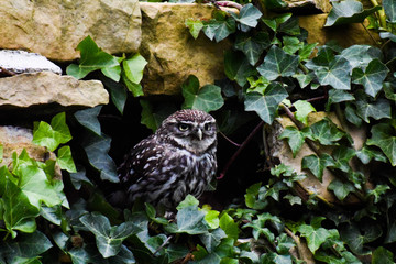 Little owl sitting in a stone wall