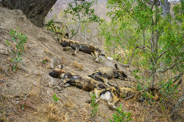 Naklejka na ściany i meble wild dogs in kruger national park, mpumalanga, south africa 22