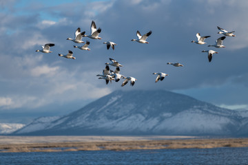 Snow Geese Migration.