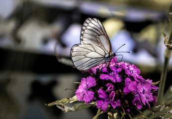 White-winged butterfly on a flower. 
