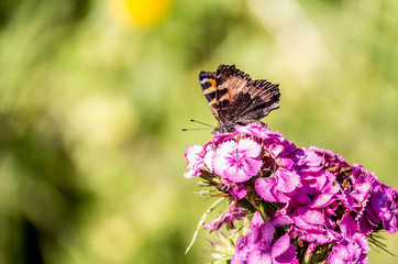 Beautiful butterflies sit on flowers.