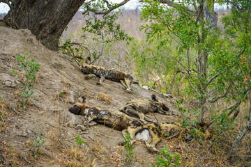 Naklejka na ściany i meble wild dogs in kruger national park, mpumalanga, south africa 24