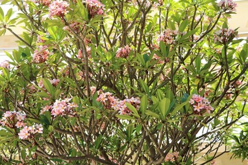 Obraz premium Pink Plumeria Flowers in Perth, Australia