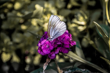 White-winged butterfly on a flower. 