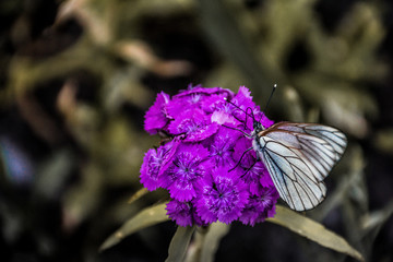 White-winged butterfly on a flower. 