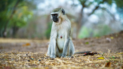vervet monkey in kruger national park, mpumalanga, south africa 16