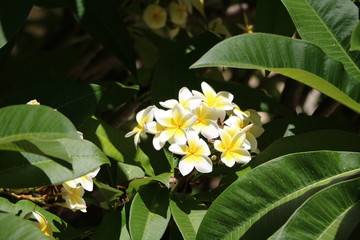 White Plumeria Flowers in Perth, Australia