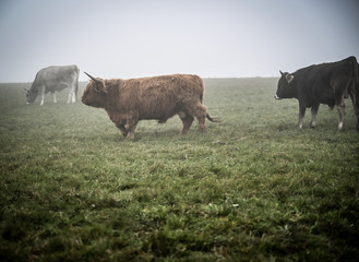 Highland Cattle Kyloe Schottisches Hochlandrind