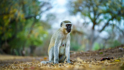 vervet monkey in kruger national park, mpumalanga, south africa 34