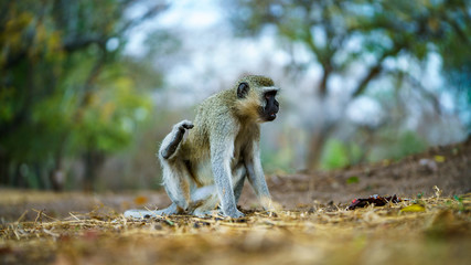 vervet monkey in kruger national park, mpumalanga, south africa 35