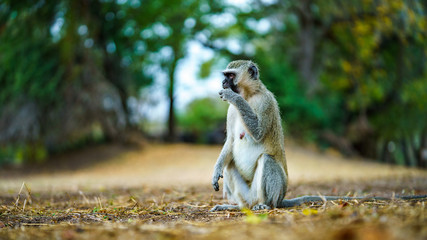vervet monkey in kruger national park, mpumalanga, south africa 47