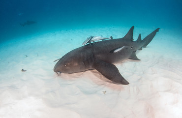 Fototapeta premium Nurse shark at the Bahamas