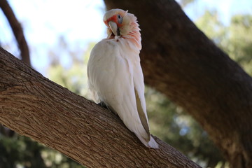 Cacatua sanguinea at Cottesloe Beach in Perth, Australia Oceania
