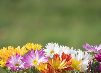 Border of close up colorful fall mums Chrysanthemums or chrysanths flowers on a green bokeh background, selective focus, copy space