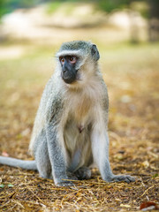 Naklejka na ściany i meble vervet monkey in kruger national park, mpumalanga, south africa 96