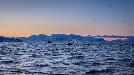 Group of killer whales  (Orcinus orca) in Norway sea, whalewathing boat with people on water...