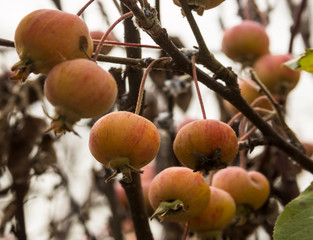 Large ripe apples hanging on a tree branch in the autumn garden, close-up