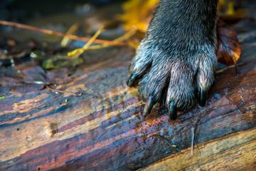 Black paw of a french bulldog on a fallen tree trunk