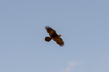 Brown wild desert eagle hawk falcon Peregrinus plumage bird flying and spreading wings over blue sky