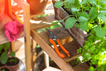 Pruning shears next to potted seedlings in allotment green house.