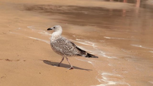 bird walks on the ocean beach at summes sunny day