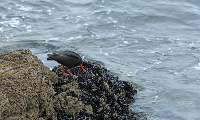 Austernfischer Oyster Catchers in Neuseeland