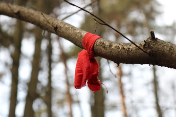 Red cloth tied on a tree branch on the background of autumn forest. In the background is the grey sky and the trunks of pine trees.  Ritual for wish fulfillment. 