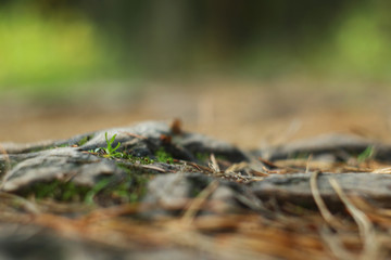 The bare, drying roots of the fir trees peep out from the ground on a path trodden by people in the park.